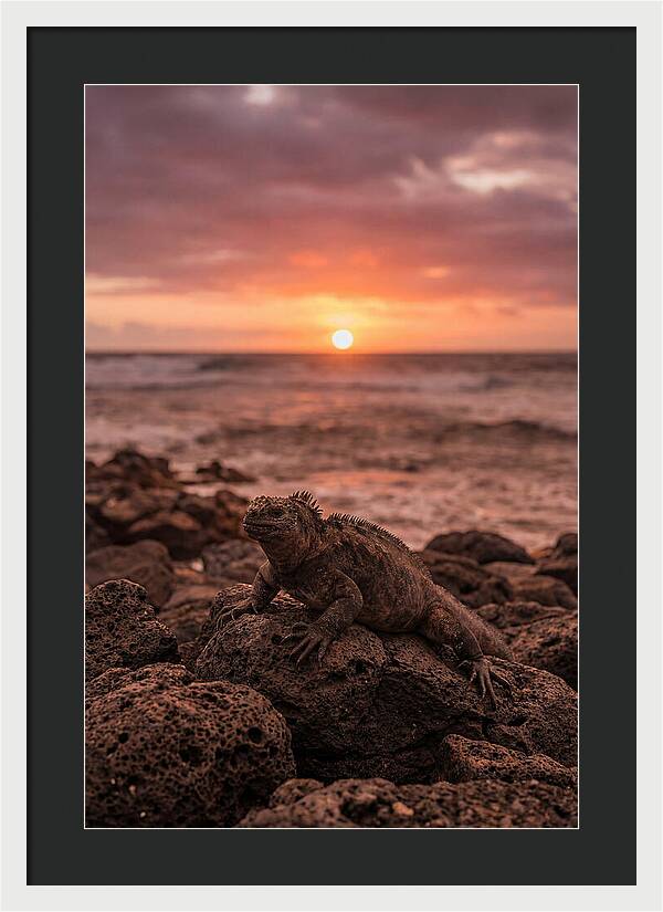 Basking Sea Iguana At Sunset