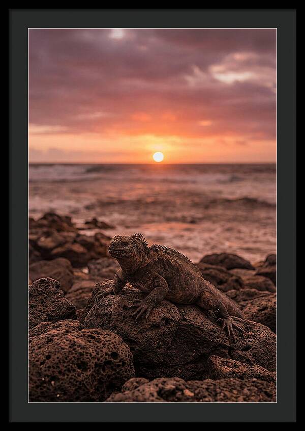 Basking Sea Iguana At Sunset