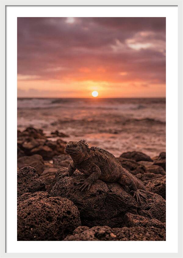 Basking Sea Iguana At Sunset