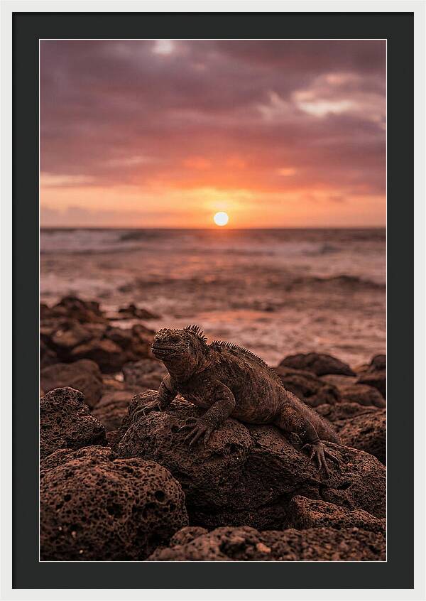 Basking Sea Iguana At Sunset
