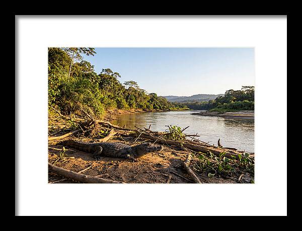Basking Spectacled Caiman