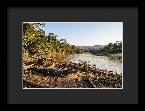 Basking Spectacled Caiman