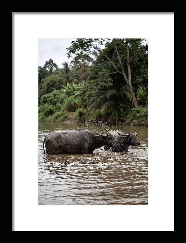 Bathing Asian Water Buffalo