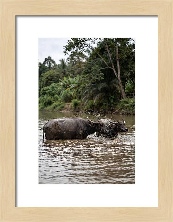Bathing Asian Water Buffalo
