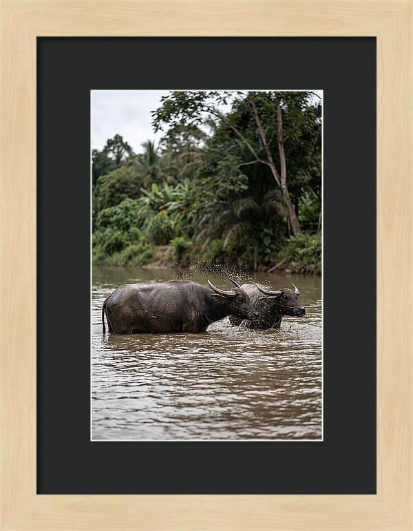 Bathing Asian Water Buffalo