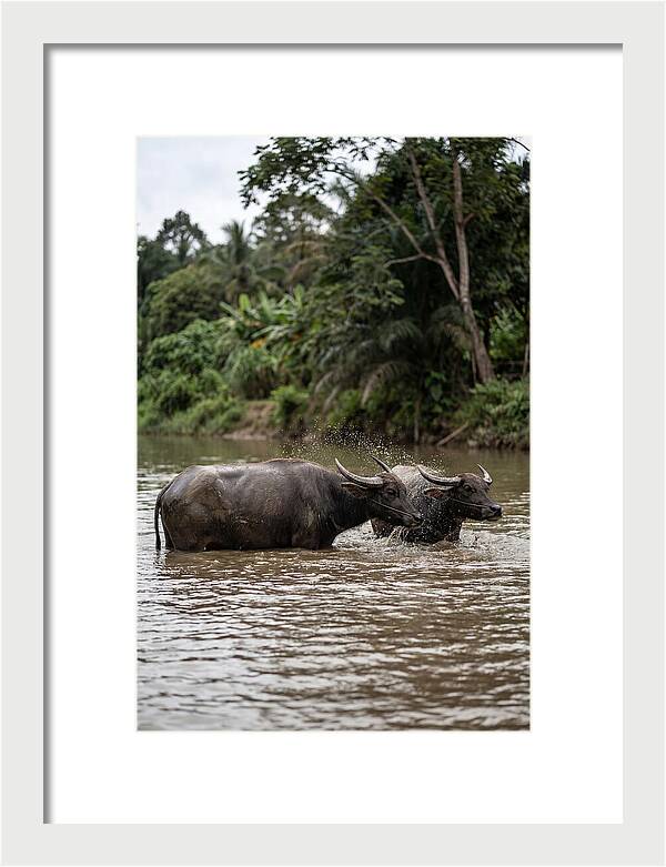 Bathing Asian Water Buffalo