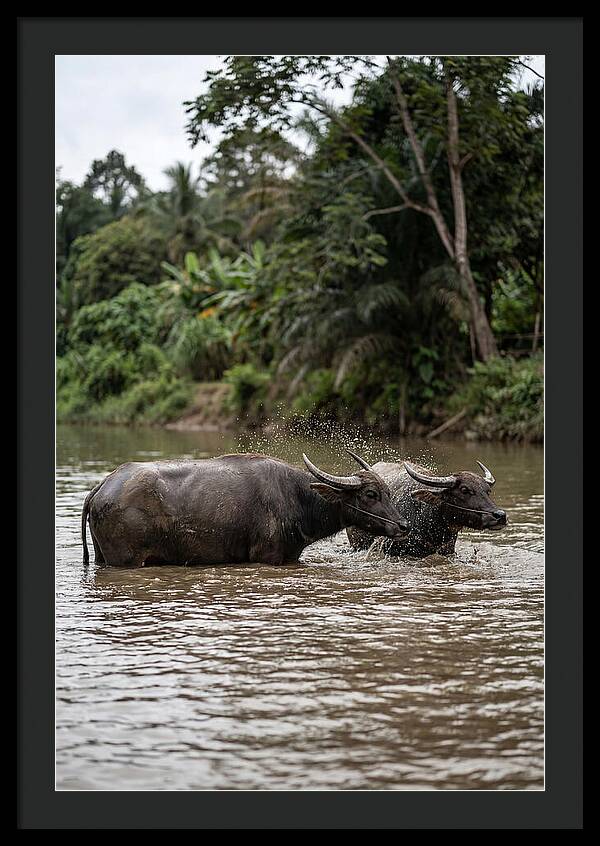 Bathing Asian Water Buffalo