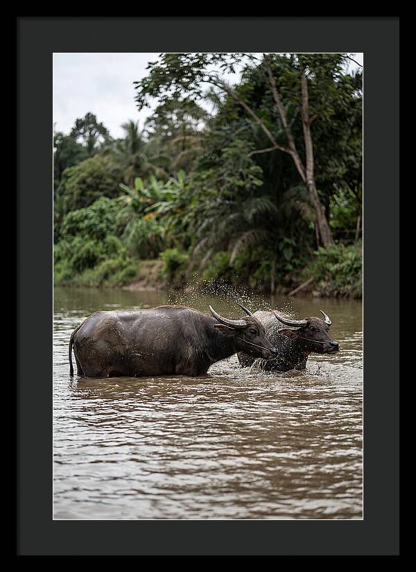 Bathing Asian Water Buffalo