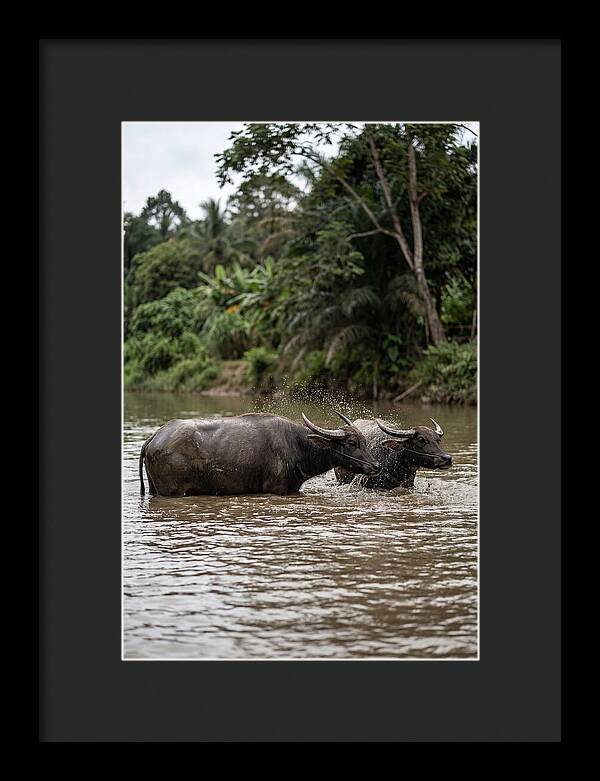 Bathing Asian Water Buffalo