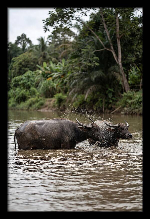 Bathing Asian Water Buffalo