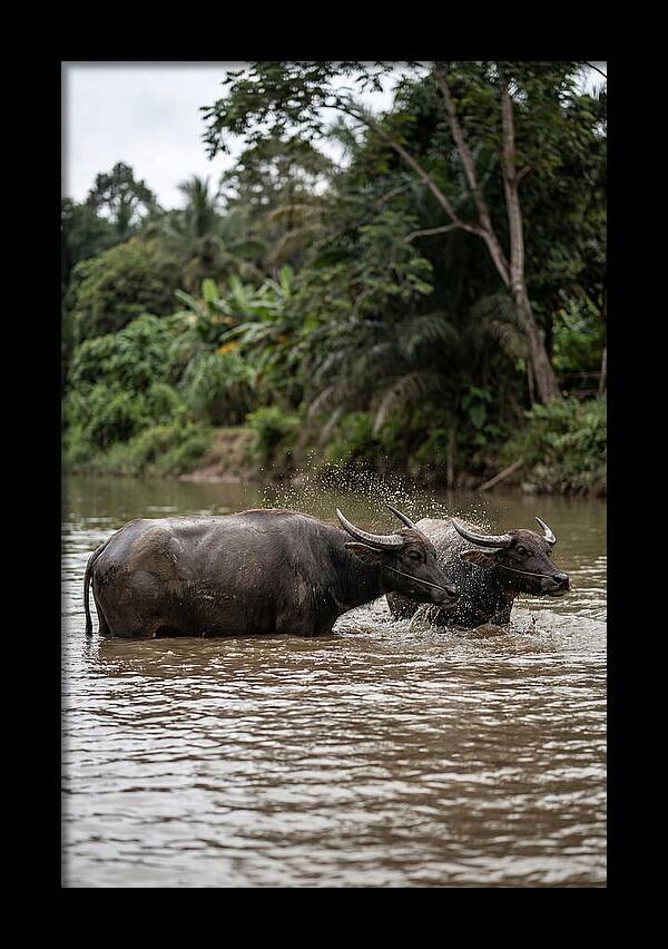 Bathing Asian Water Buffalo