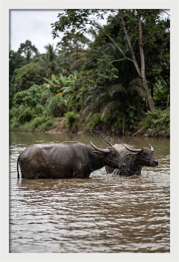 Bathing Asian Water Buffalo