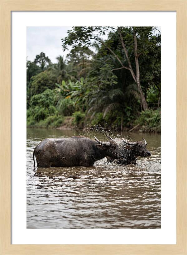 Bathing Asian Water Buffalo