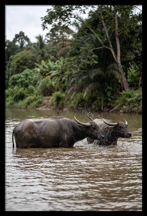 Bathing Asian Water Buffalo