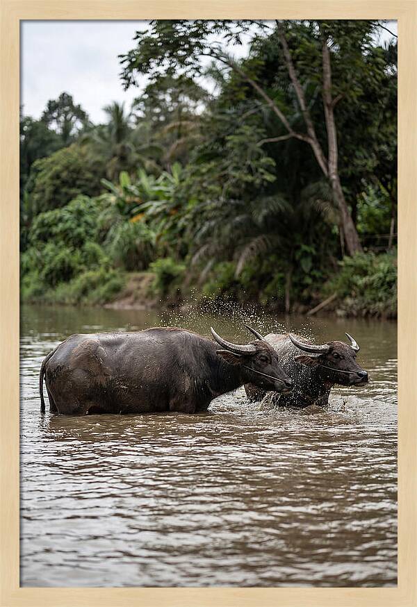 Bathing Asian Water Buffalo