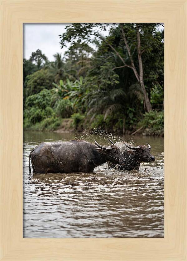 Bathing Asian Water Buffalo