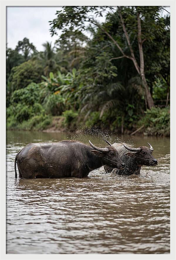 Bathing Asian Water Buffalo