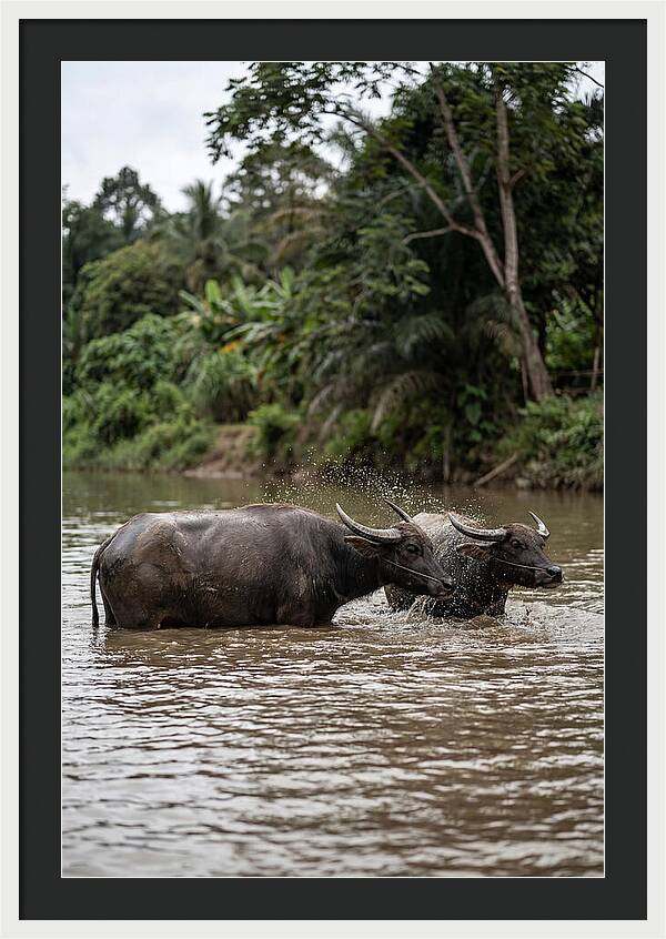 Bathing Asian Water Buffalo