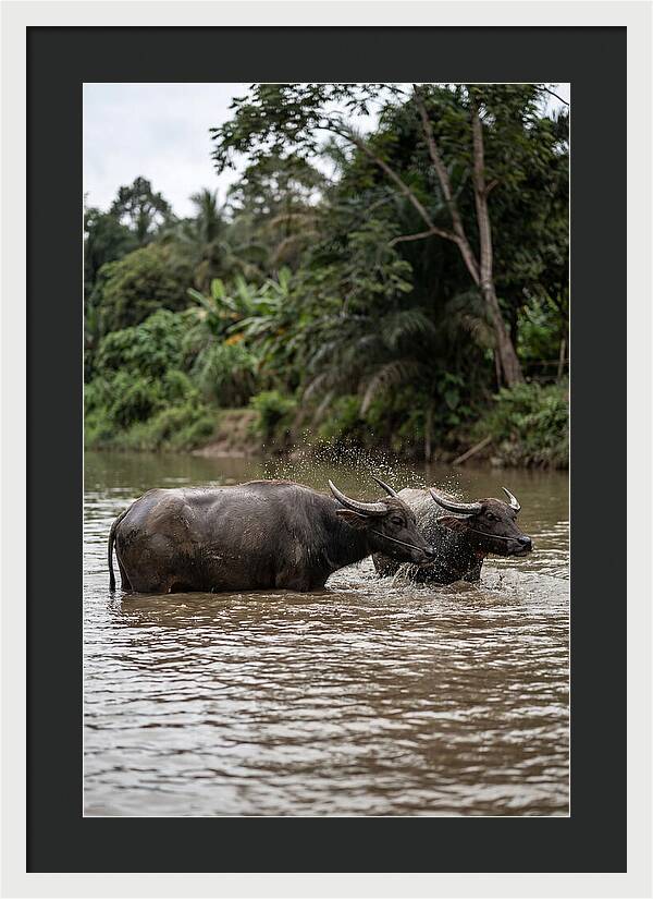Bathing Asian Water Buffalo