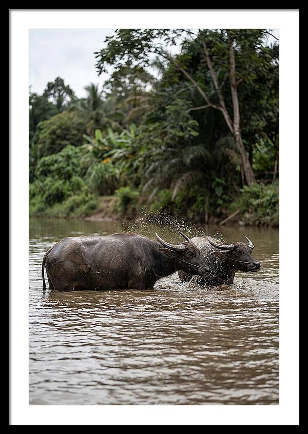 Bathing Asian Water Buffalo