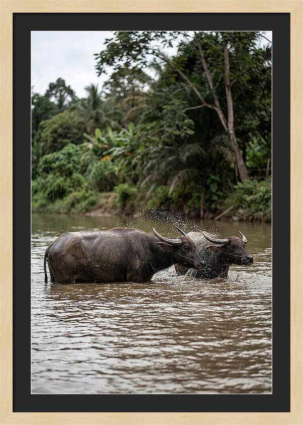 Bathing Asian Water Buffalo