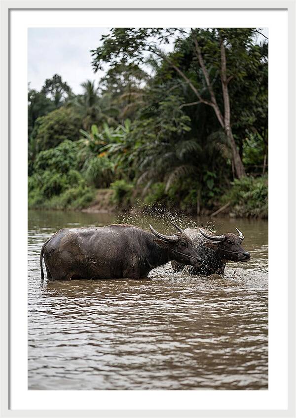Bathing Asian Water Buffalo