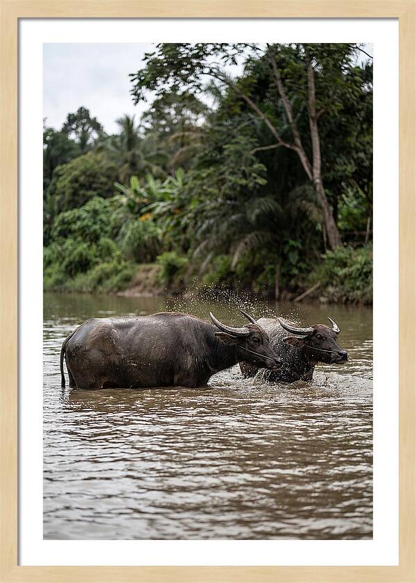 Bathing Asian Water Buffalo
