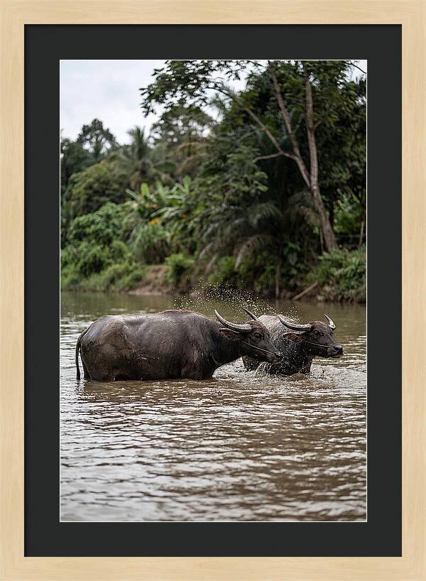 Bathing Asian Water Buffalo