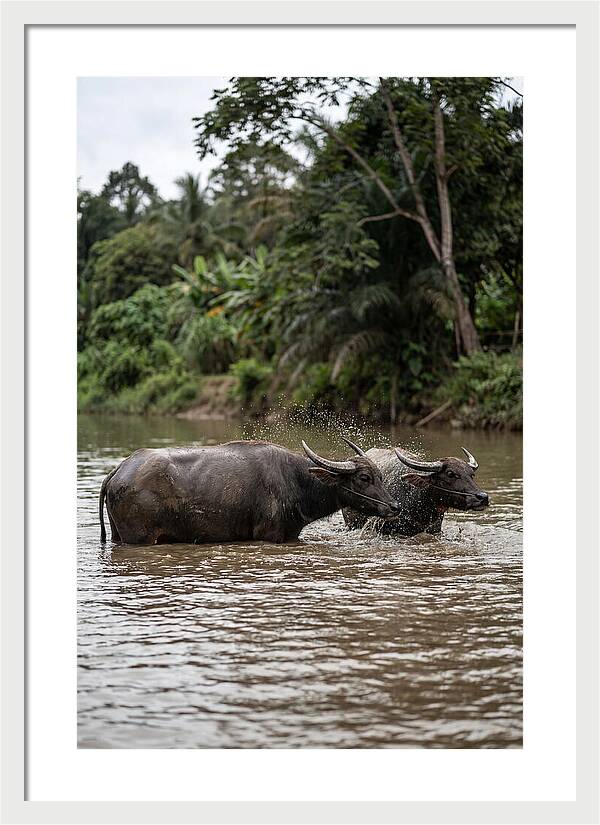 Bathing Asian Water Buffalo