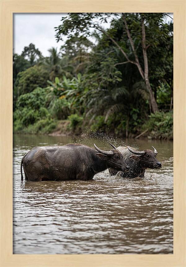 Bathing Asian Water Buffalo