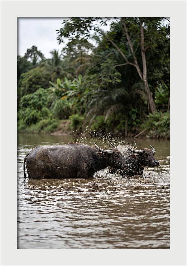Bathing Asian Water Buffalo