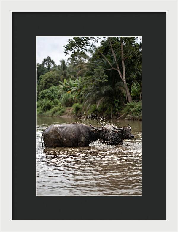 Bathing Asian Water Buffalo