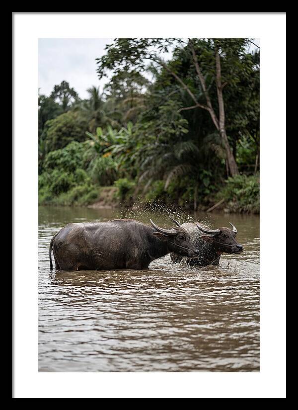 Bathing Asian Water Buffalo