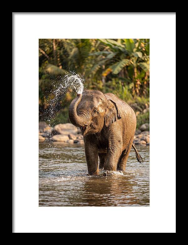 Bathing Joy Of Elephants