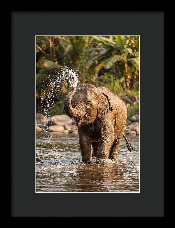 Bathing Joy Of Elephants
