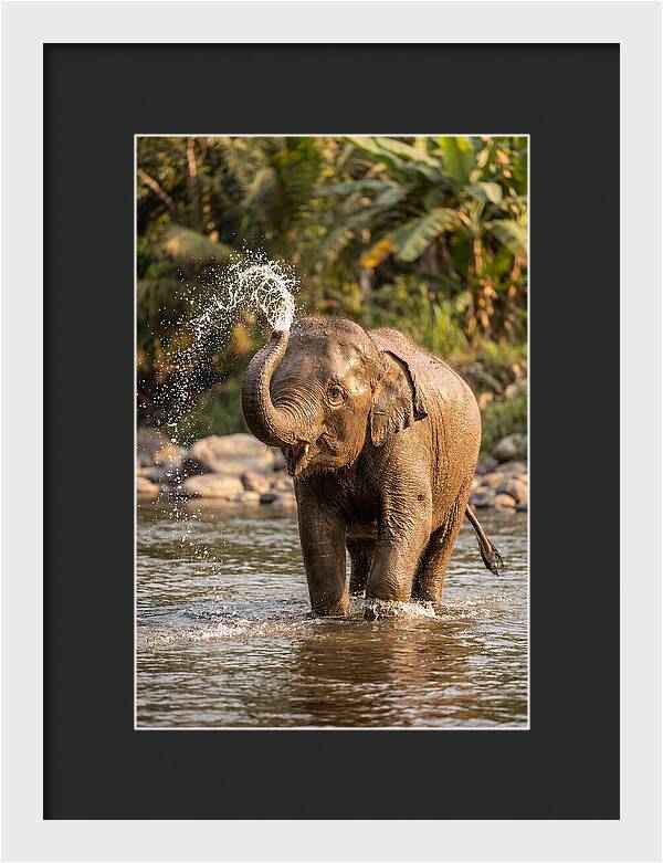 Bathing Joy Of Elephants