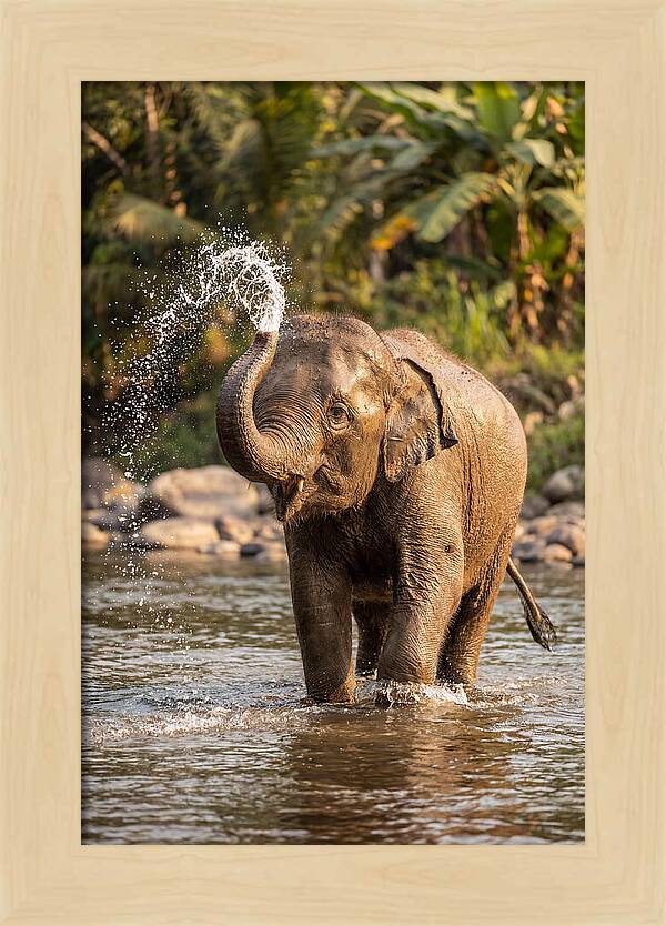Bathing Joy Of Elephants