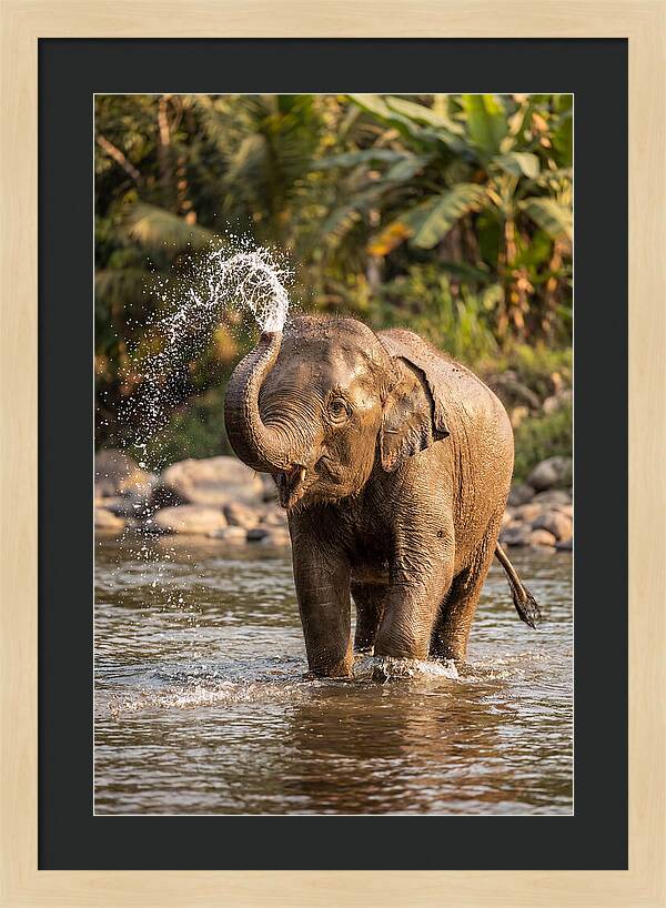 Bathing Joy Of Elephants