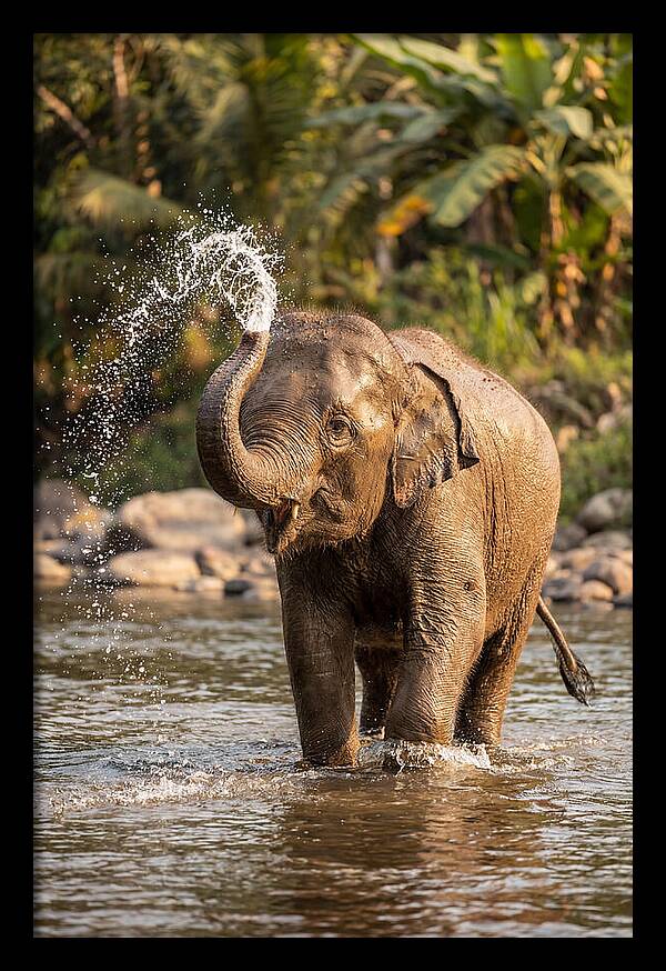 Bathing Joy Of Elephants