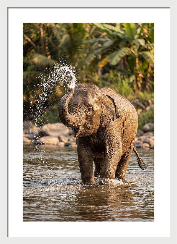 Bathing Joy Of Elephants