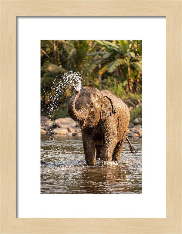 Bathing Joy Of Elephants