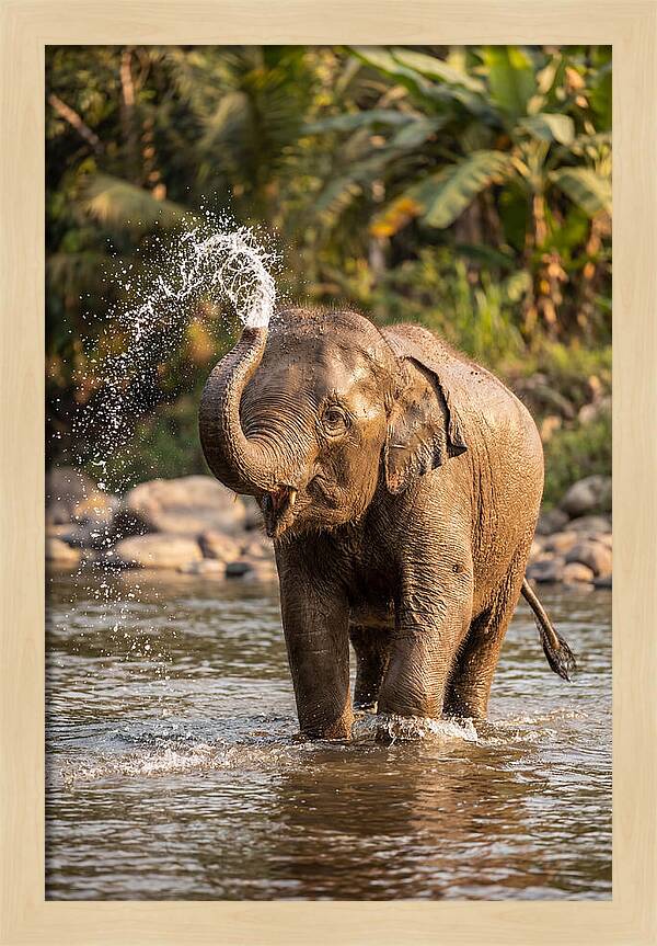 Bathing Joy Of Elephants