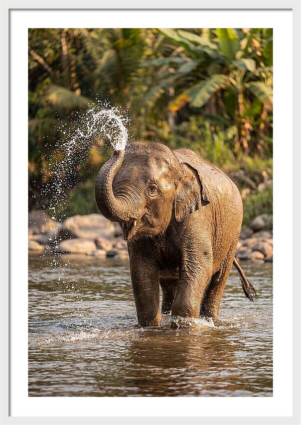 Bathing Joy Of Elephants