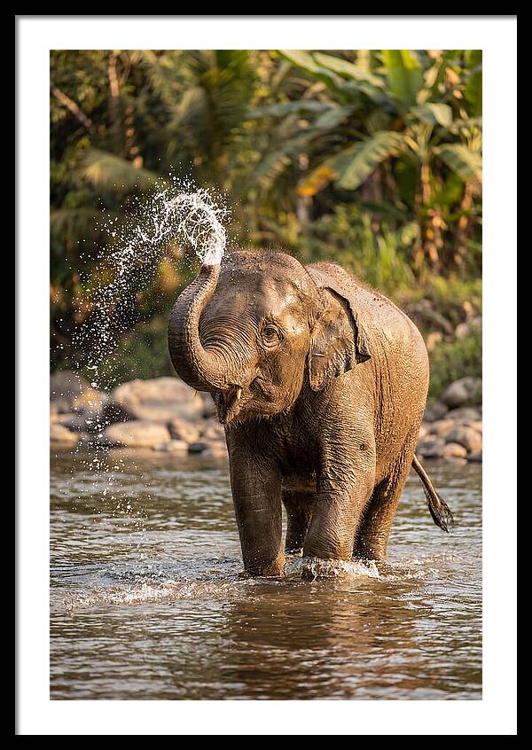 Bathing Joy Of Elephants