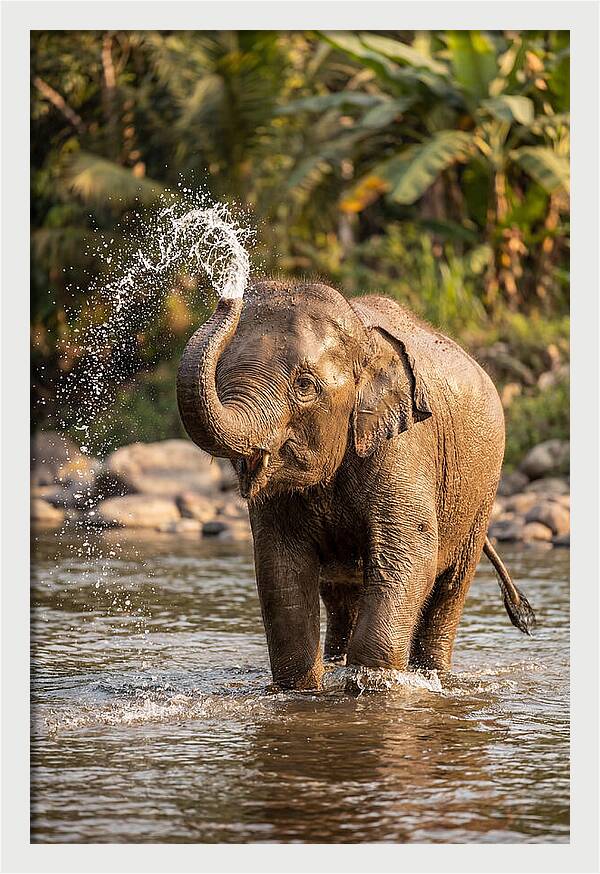 Bathing Joy Of Elephants