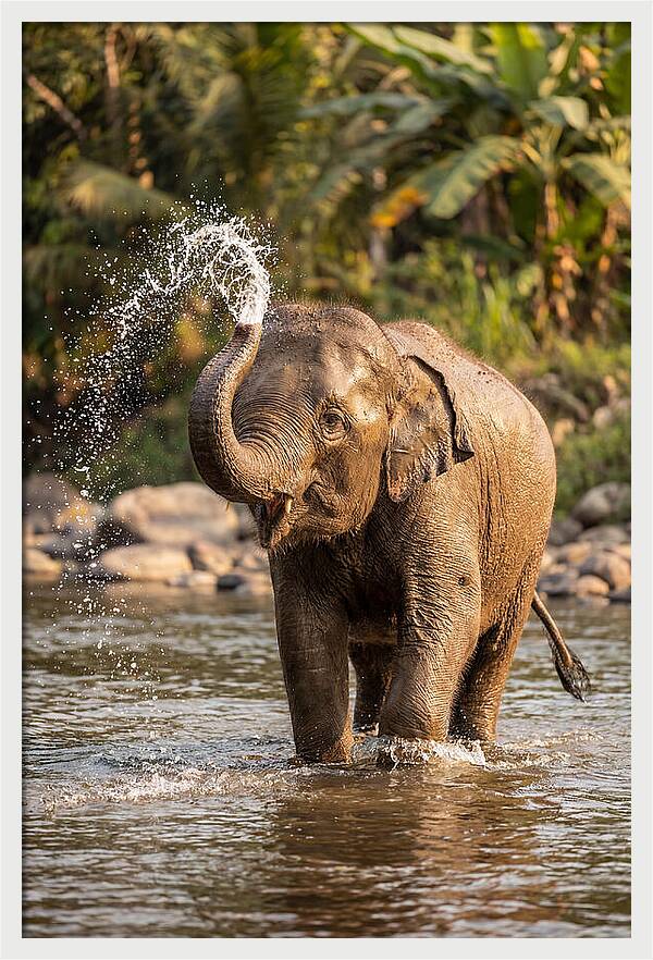Bathing Joy Of Elephants