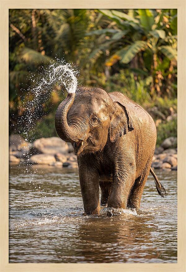 Bathing Joy Of Elephants