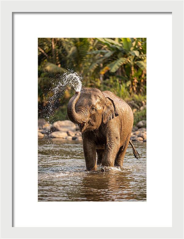 Bathing Joy Of Elephants