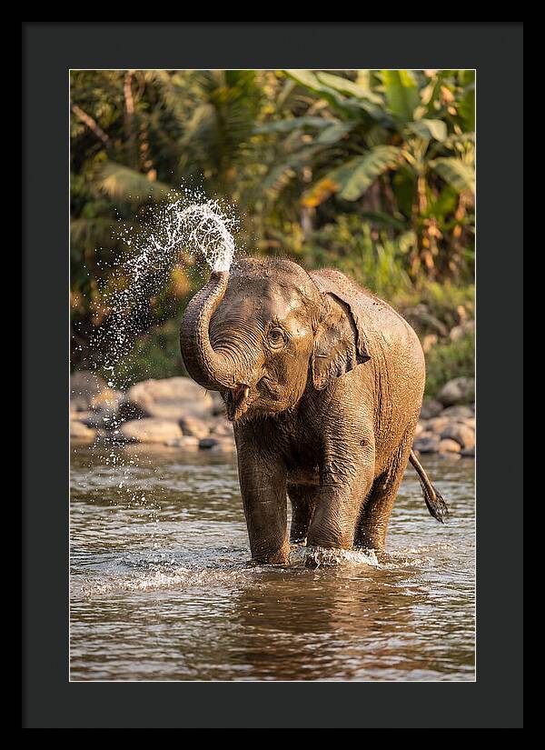Bathing Joy Of Elephants