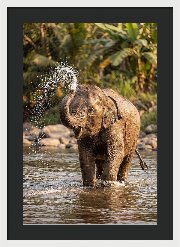 Bathing Joy Of Elephants
